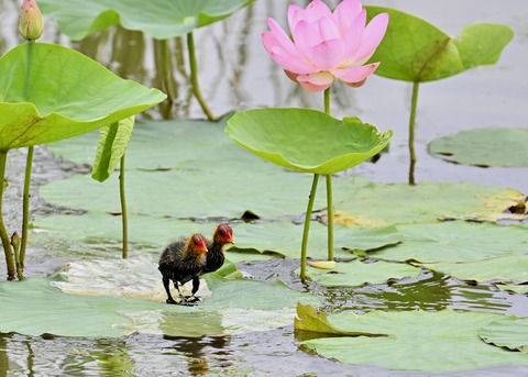 オオバンのヒナ7342