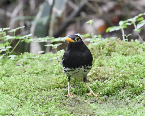 クロツグミ♂5775