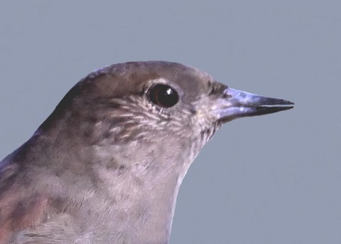 カヤクグリ6001