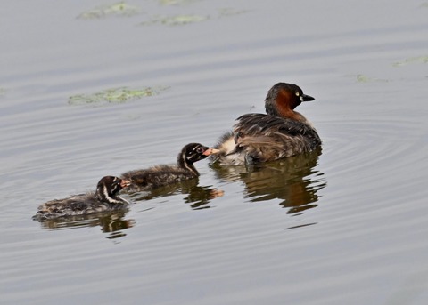 カイツブリ親子3085