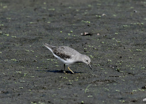 オジロトウネン5023