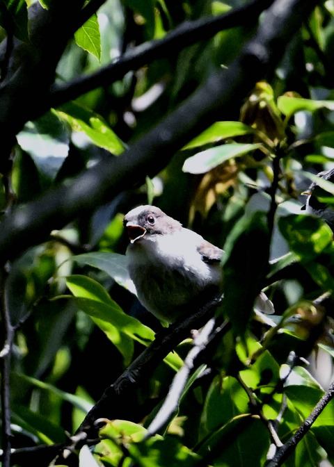 エナガのヒナ4097