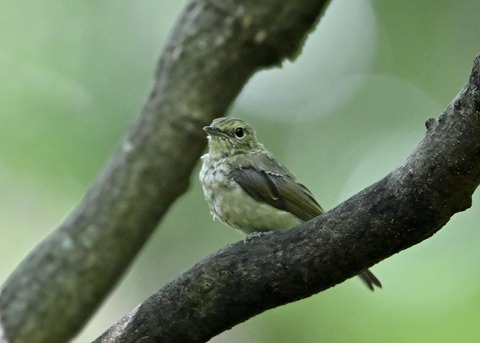 キビタキ幼鳥4956