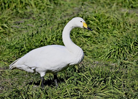 オオハクチョウ3521