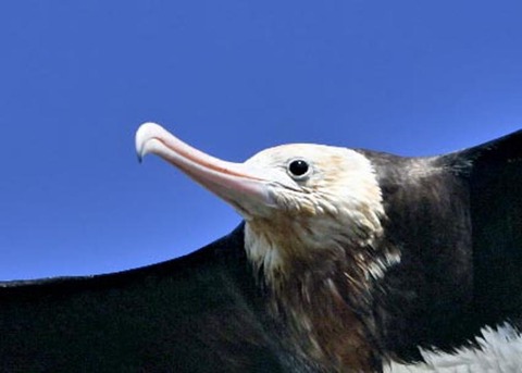 オオグンカンドリ0561