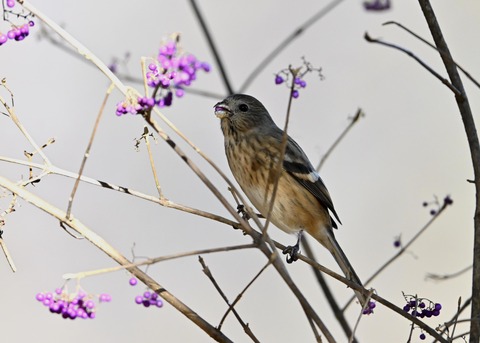 ベニマシコ♀0705