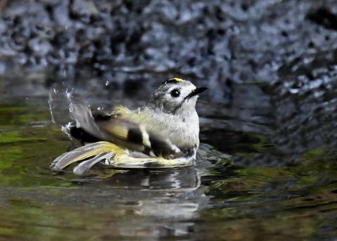 キクイタダキ♀0284