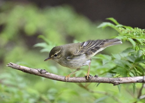 メボソムシクイ4170