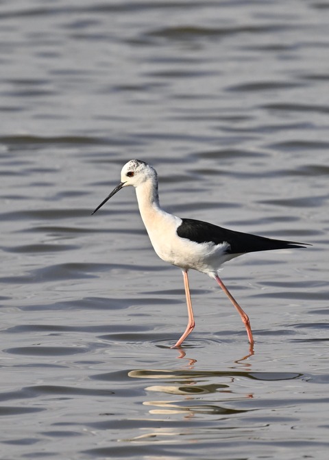 セイタカシギ3902