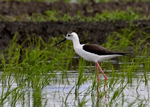餌捕りセイタカシギ♀0061