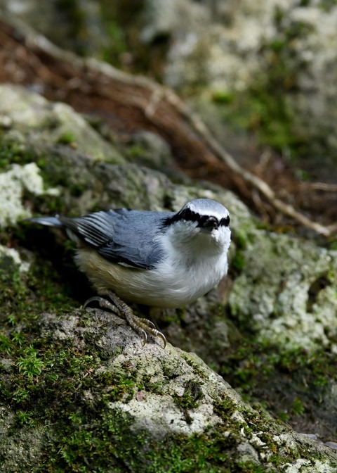 ゴジュウカラ0378