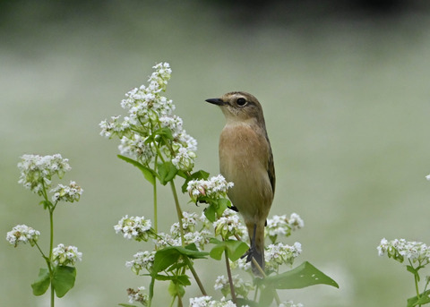 ノビタキ♀5334