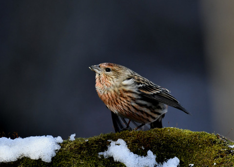 オオマシコ若鳥9570