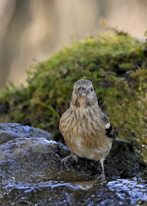 ベニマシコ♀6857