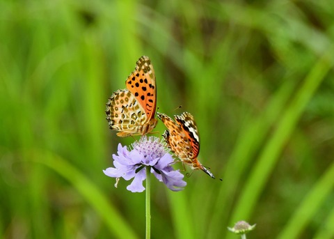 ツマグロヒョウモン2989
