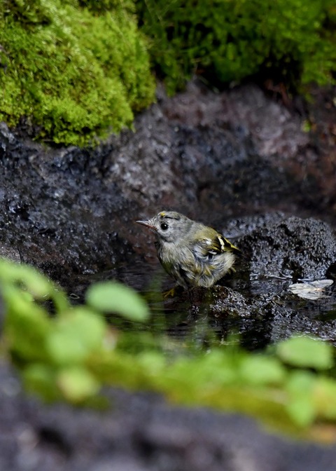 キクイタダキ幼鳥2877