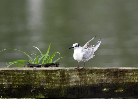 クロハラアジサシ幼鳥3041