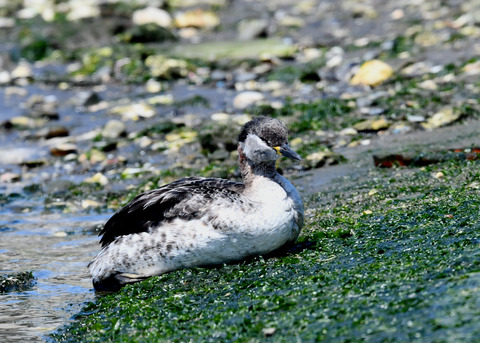 ｱｶｴﾘｶｲﾂﾌﾞﾘ7580