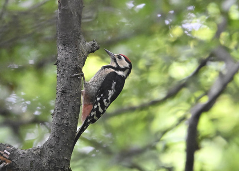 アカゲラ幼鳥9006