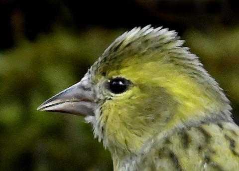 マヒワ♀0600(0804)