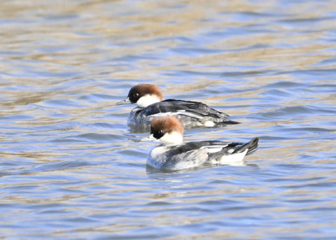 ミコアイサ♀5465