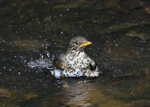 クロツグミ♀6241