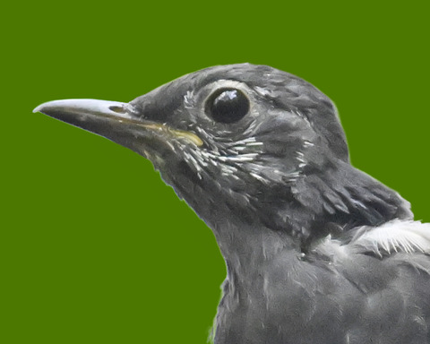 マミジロ♂幼鳥3000