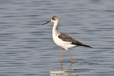 セイタカシギ幼鳥2851