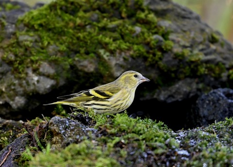 マヒワ♀0010