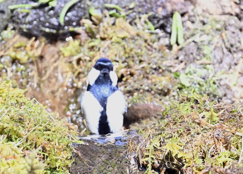 シジュウカラ7494