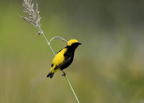 オウゴンチョウ♂2227