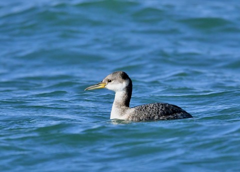 アカエリカイツブリ冬羽4785