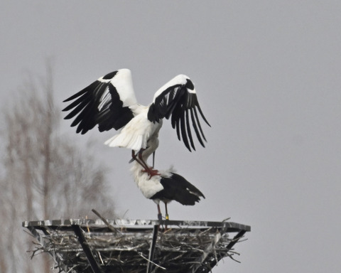 コウノトリ6771