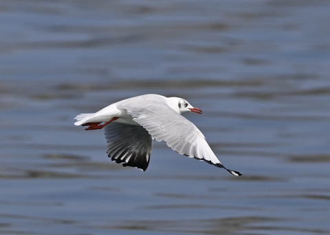 チャガシラカモメ3413