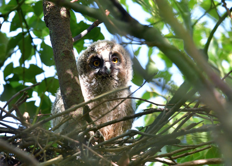トラフズクのヒナ8001