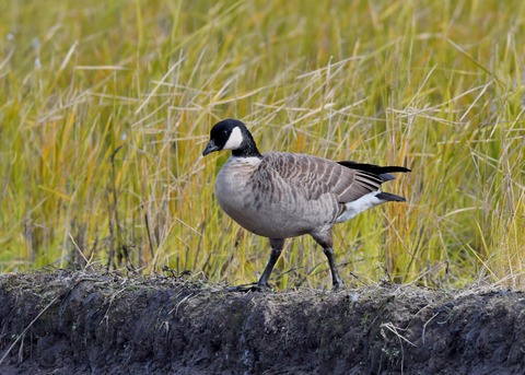 シジュウカラガン1170