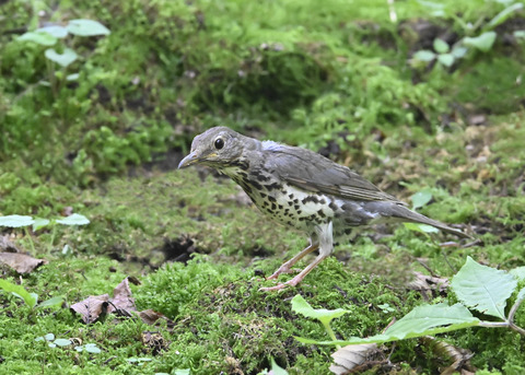 クロツグミ♀幼鳥3524
