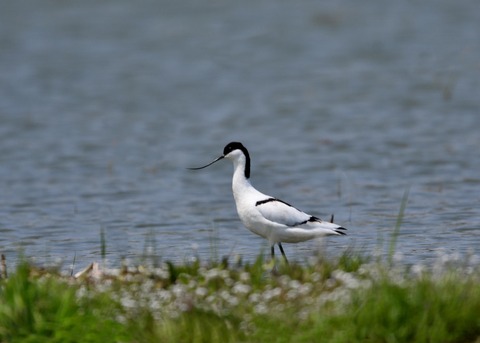 ソリハシセイタカシギ8624