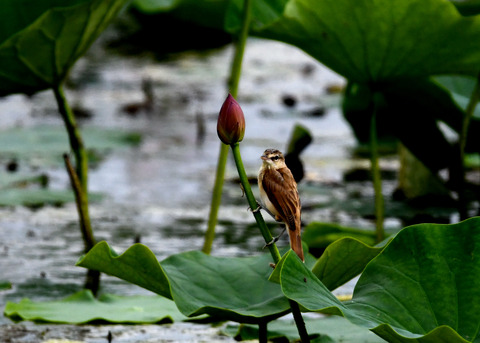 オオヨシキリ3406