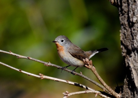 ニシオジロビタキ♂1705
