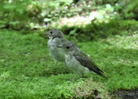 オオルリ♀5204