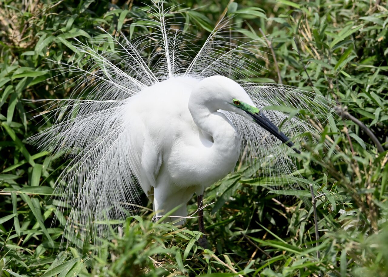 ダイサギ Ardea alba ACMB-03460 【山階鳥類研究所 標本