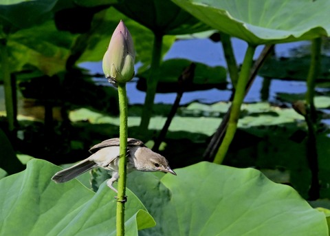 オオヨシキリ4137