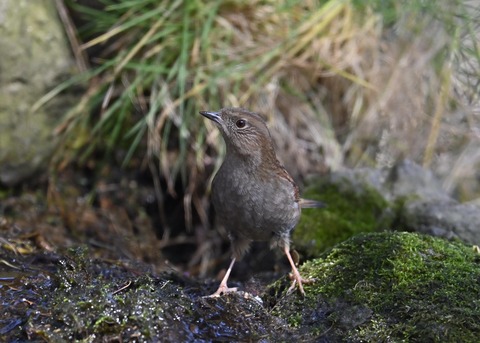 カヤクグリ5855