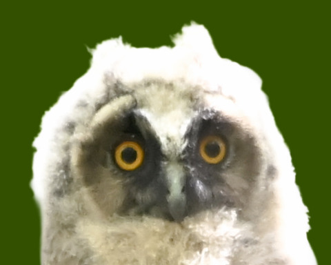 トラフズクの雛②4002