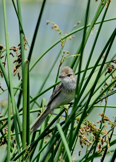 オオヨシキリ8013