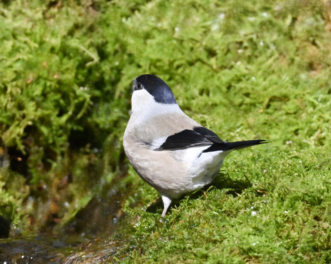 ウソ♀3376