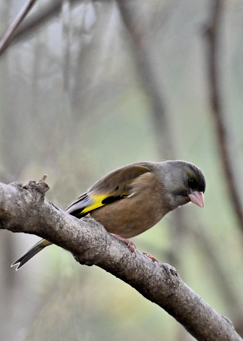 オオカワラヒワ7551