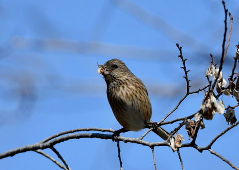 ベニマシコ♀1129