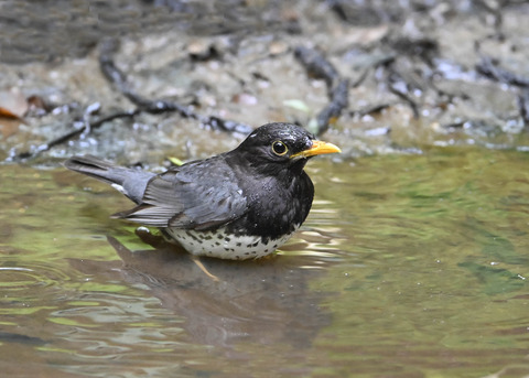 クロツグミ♂2840